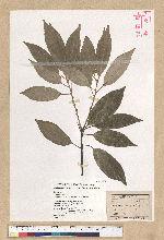 Neolitsea sericea (Blume) Koidz. 白新木薑子