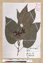 Neolitsea parvigemma (Hayata) Kanehira & Sasaki 小芽新木薑子
