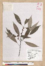 Neolitsea sericea (Blume) Koidz. 白新木薑子