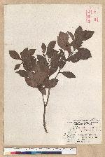Machilus obovatifolia (Hayata) Kanehira & Sasaki 倒卵葉楠