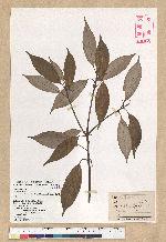 Neolitsea aciculata (Blume) Koidz. 銳葉新木薑子