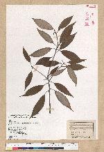 Neolitsea aciculata (Blume) Koidz. 銳葉新木薑子