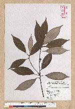 Neolitsea aciculata (Blume) Koidz. 銳葉新木薑子