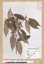 Neolitsea aciculata (Blume) Koidz. 銳葉新木薑子