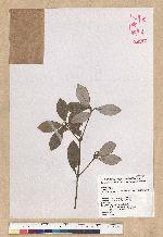 Neolitsea buisanensis Yamamoto & Kamikoti 武威山新木薑子