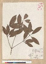 Neolitsea hiiranensis Liu & Liao 南仁山新木薑子