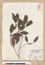 Neolitsea hiiranensis Liu & Liao 南仁山新木薑子