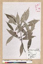 Neolitsea sericea (Blume) Koidz. 白新木薑子