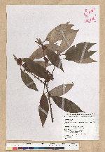 Neolitsea aciculata (Blume) Koidz. 銳葉新木薑子