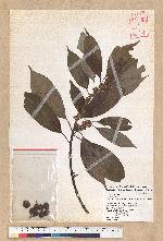 Neolitsea sericea (Blume) Koidz. 白新木薑子