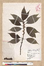 Neolitsea sericea (Blume) Koidz. 白新木薑子