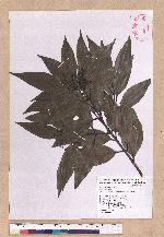 Cinnamomum macrostemon Hayata 胡氏肉桂