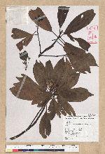 Machilus zuihoensis Hayata var. mushaensis (Lu) Y. C. Liu 青葉楠(霧社楨楠)