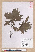 Litsea hypophaea Hayata 小梗木薑子(黃肉樹)