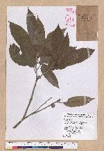 Cyclobalanopsis stenophylloides (Hayata) Kudo & Masamune ex Kudo 狹葉櫟
