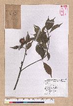 Pasania konishii (Hayata) Schottky 油葉石櫟