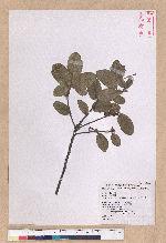 Quercus spinosa A. David ex Fr. 高山櫟