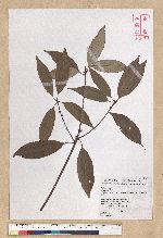 Neolitsea variabillima (Hayata) Kanehira & Sasaki 變葉新木薑子