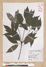 Neolitsea sericea (Blume) Koidz. 白新木薑子