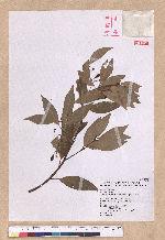 Cinnamomum insulari-montanum Hayata 山肉桂(台灣肉桂)