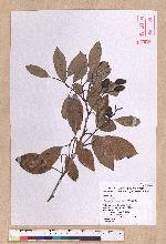 Cryptocarya concinna Hance 海南厚殼桂