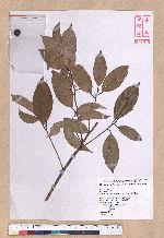 Cryptocarya chinensis (Hance) Hemsl. 厚殼桂