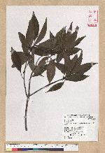 Neolitsea parvigemma (Hayata) Kanehira & Sasaki 小芽新木薑子