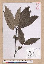 Quercus variabilis Blume 栓皮櫟