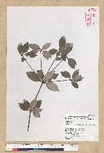 Neolitsea buisanensis Yamamoto & Kamikoti 武威山新木薑子