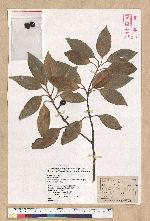 Neolitsea sericea (Blume) Koidz. var. aurata (Hayata) Hatusima 金新木薑子