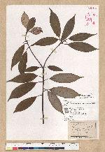 Neolitsea aciculata (Blume) Koidz. 銳葉新木薑子