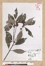 Neolitsea sericea (Blume) Koidz. 白新木薑子