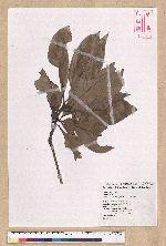 Machilus japonica Siebold et Zucc. var. kusanoi (Hayata) Liao 大葉楠