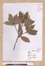 Litsea coreana H. Levl. 鹿皮斑木薑子