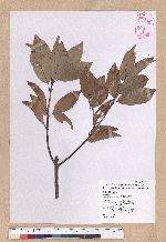 Litsea coreana H. Levl. 鹿皮斑木薑子