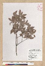 Neolitsea buisanensis Yamamoto & Kamikoti forma sutsuoensis J. C. Liao 石厝新木薑子