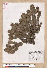 Abies kawakamii (Hayata) Ito 臺灣冷杉