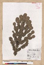 Abies kawakamii (Hayata) Ito 臺灣冷杉