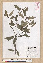 Neolitsea acuminatissima (Hayata) Kanehira et Sasaki 高山新木薑子