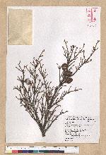 Tsuga chinensis (Franch.) Pritz. ex Diels var. formosana (Hayata) Li & Keng 臺灣鐵杉