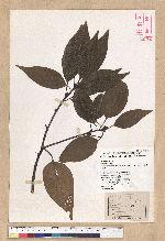 Neolitsea parvigemma (Hayata) Kanehira & Sasaki 小芽新木薑子