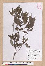 Cyclobalanopsis longinux (Hayata) Schott. 錐果櫟