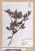 Cyclobalanopsis longinux (Hayata) Schott. 錐果櫟