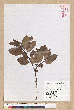 Machilus thunbergii Siebold & Zucc. 紅楠(豬腳楠)