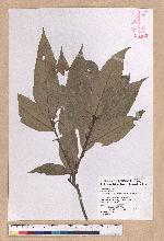 Lithocarpus lepidocarpus (Hayata) Hayata 鬼石櫟