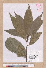 Pasania harlandii (Hance) Oersted 短尾柯