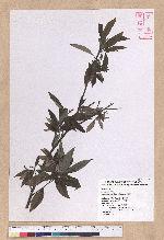 Litsea cubeba (Lour.) Persoon 山胡椒