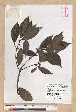 Neolitsea parvigemma (Hayata) Kanehira & Sasaki 小芽新木薑子