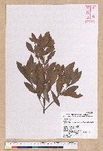 Litsea lii Chang var. nunkao-tahangensis (Liao) Liao 能漢木薑子