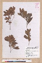 Litsea lii Chang var. nunkao-tahangensis (Liao) Liao 能漢木薑子